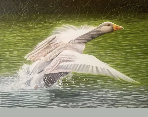 a painting of a wildgoose leaving the water in flight by Peter Segasby