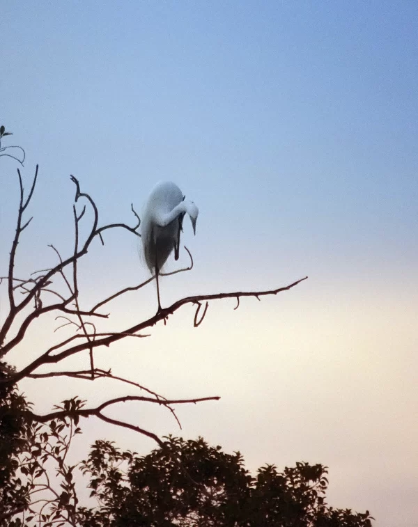 Intermediate Egret by Peter Segasby photographer