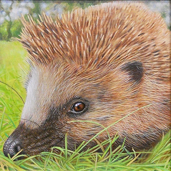painting of a hedgehog by artist Peter Segasby
