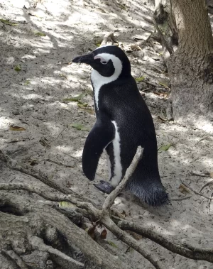 peter segasby photographer creating beautiful images of penguins for interior