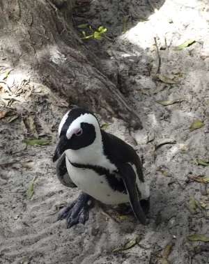 peter segasby photographer creating beautiful images of penguins for interior
