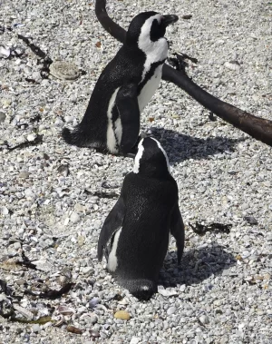 peter segasby photographer creating beautiful images of penguins for interior