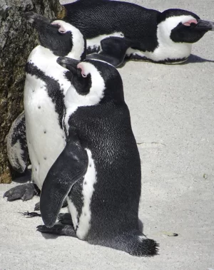 peter segasby photographer creating beautiful images of penguins for interior