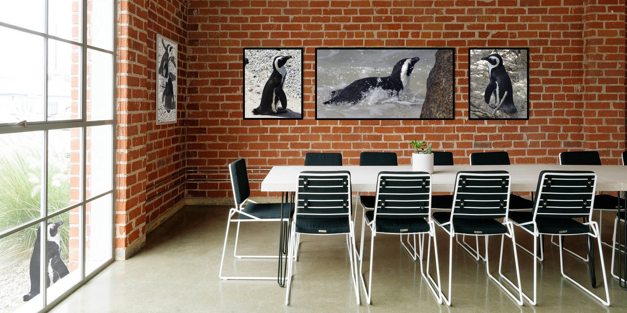 peter segasby photographer creating beautiful images of penguins for interior