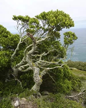 peter segasby photographer tree