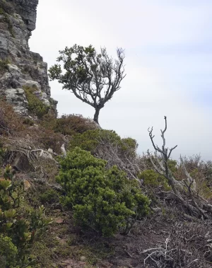 peter segasby photographer a tree