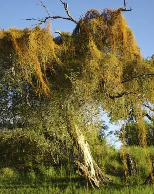 peter segasby photographer a tree zambezi river
