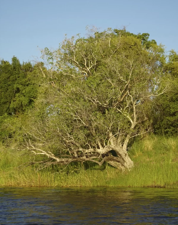peter segasby photographer a tree zambezi river